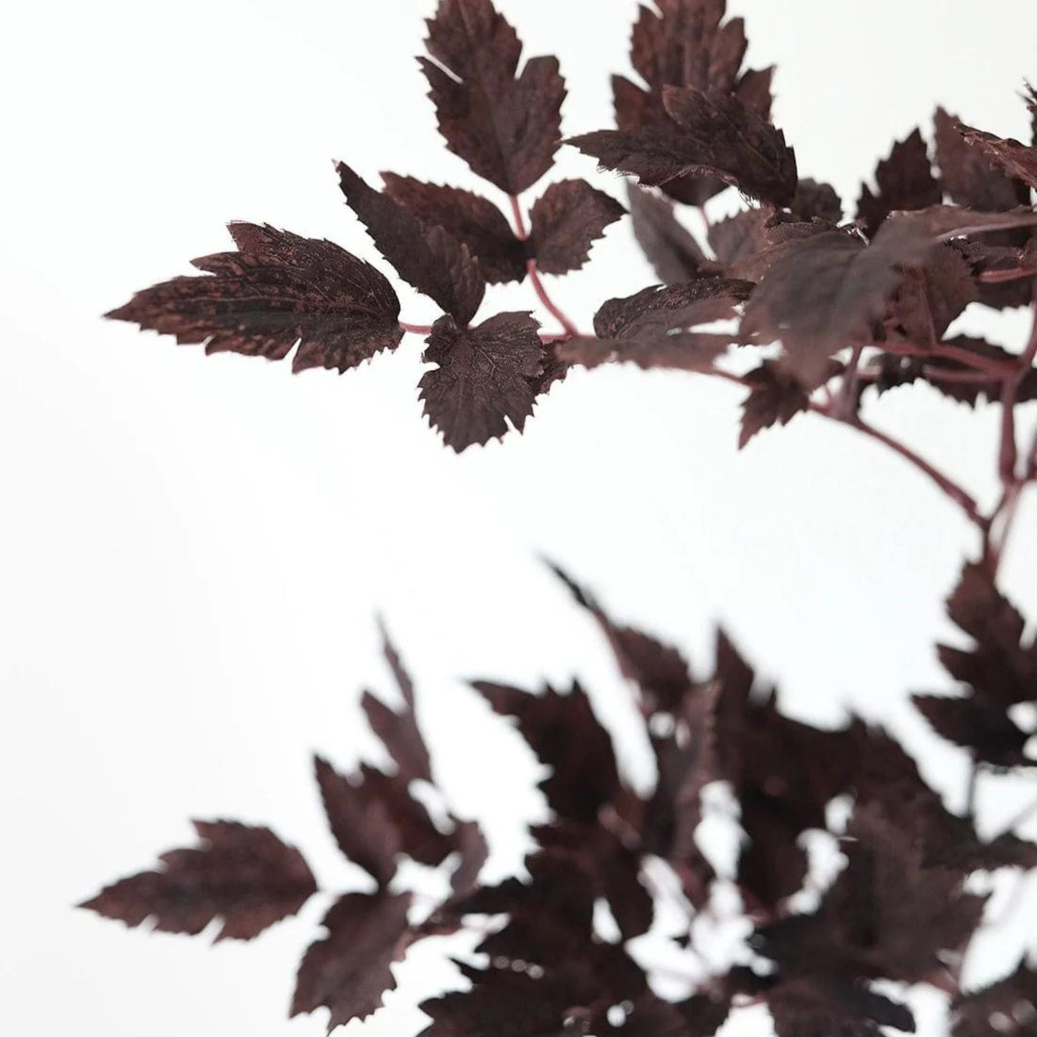 Plum Fake Cimicifuga Ramosa Leaves - Simply Elevated home furnishing 